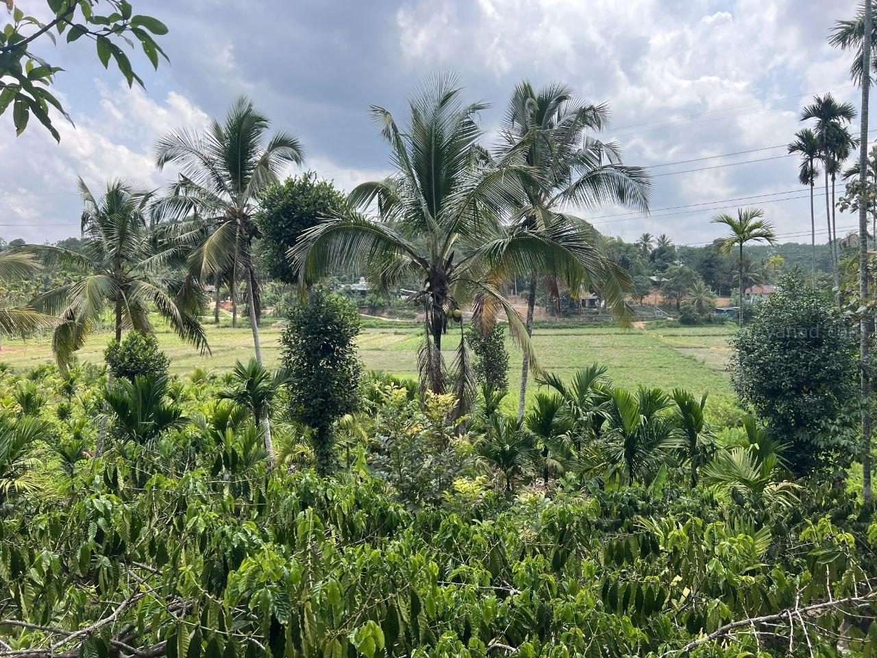 1 ACRE COFFEE LAND WITH PADDY VIEWS