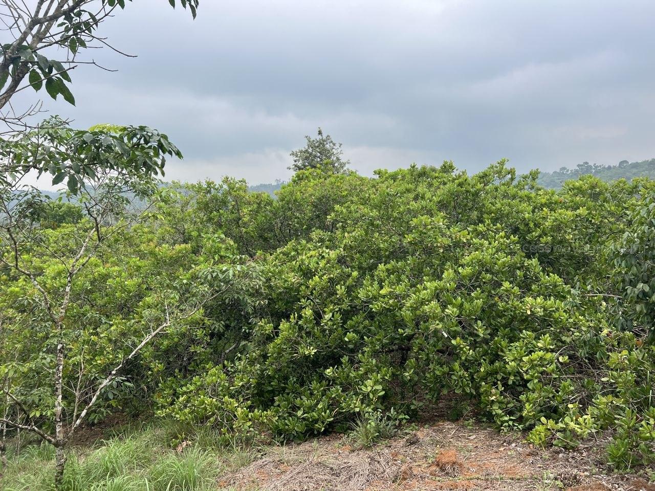 2.25 ACRE RESORT/ VILLA LAND WITH MIXED CULTIVATION