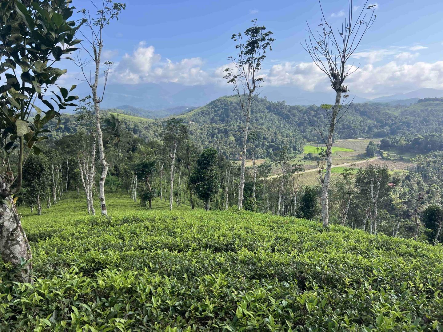 10 ACRE TEA PLANTATION LAND
