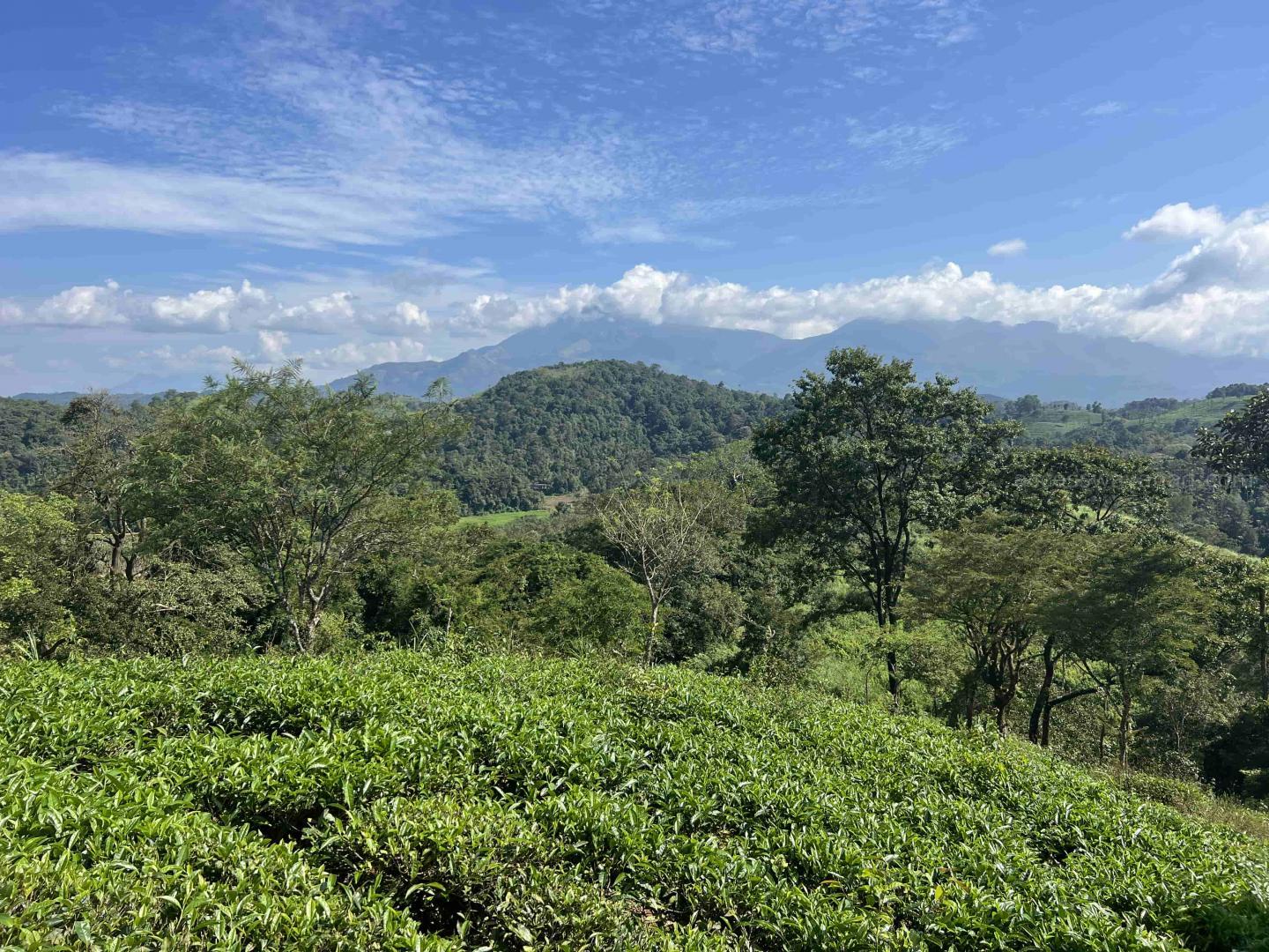 35 ACRE LAND WITH HOUSE